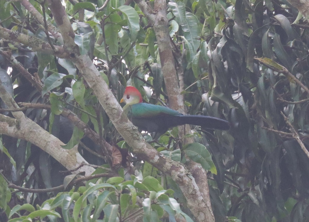 Red-crested Turaco - ML508089081