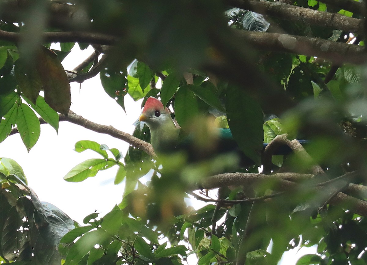 Red-crested Turaco - ML508089271