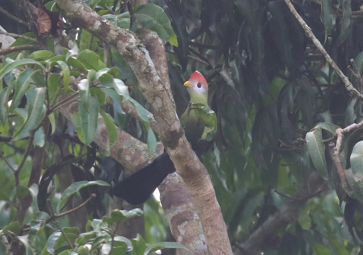 Red-crested Turaco - ML508089651