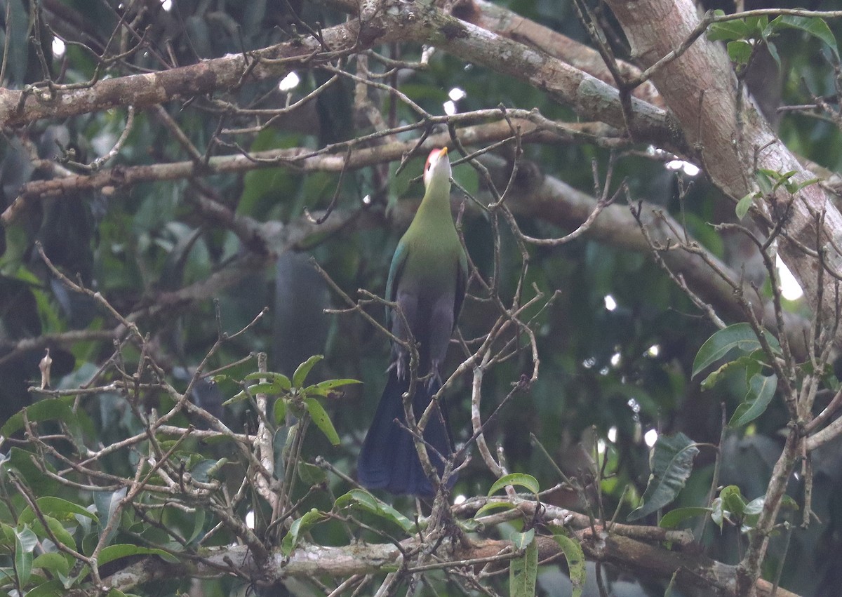 Red-crested Turaco - ML508089851