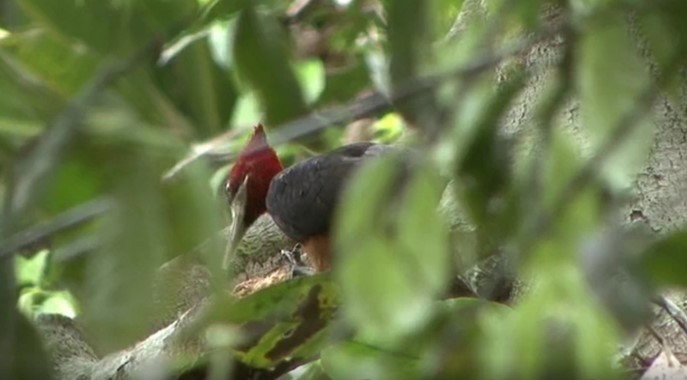 Red-necked Woodpecker - ML508089961