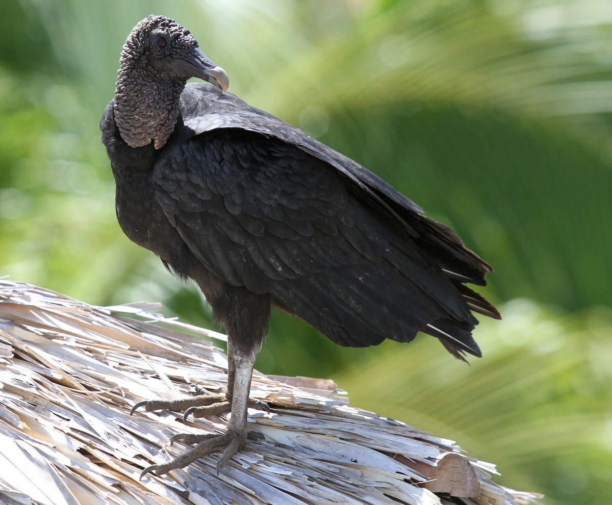 Black Vulture - Matthew Grube