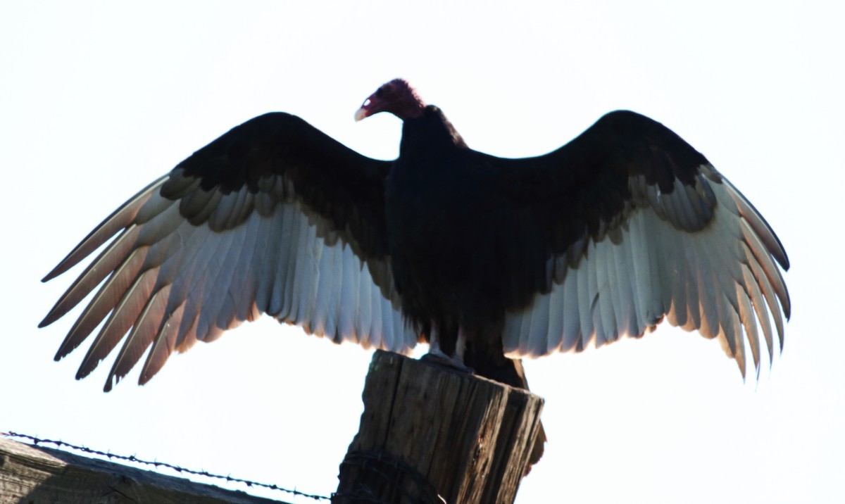 Turkey Vulture - ML50809231