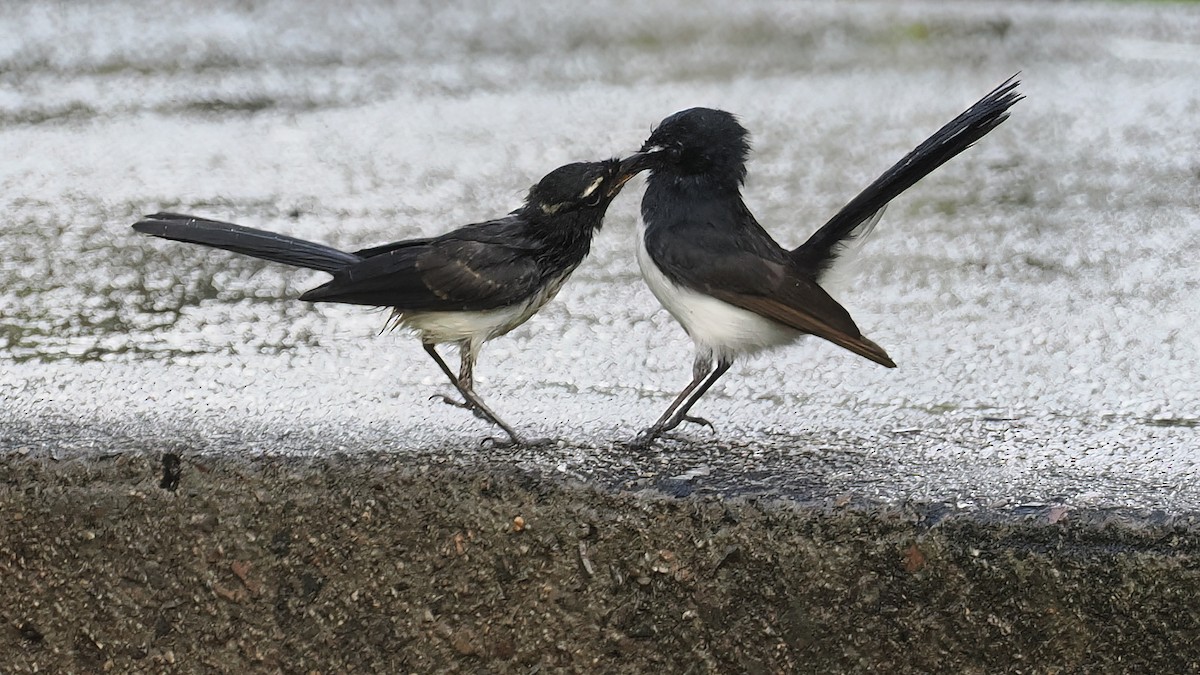 Willie-wagtail - Len and Chris Ezzy