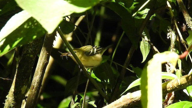 Bay-breasted Warbler - ML508095291