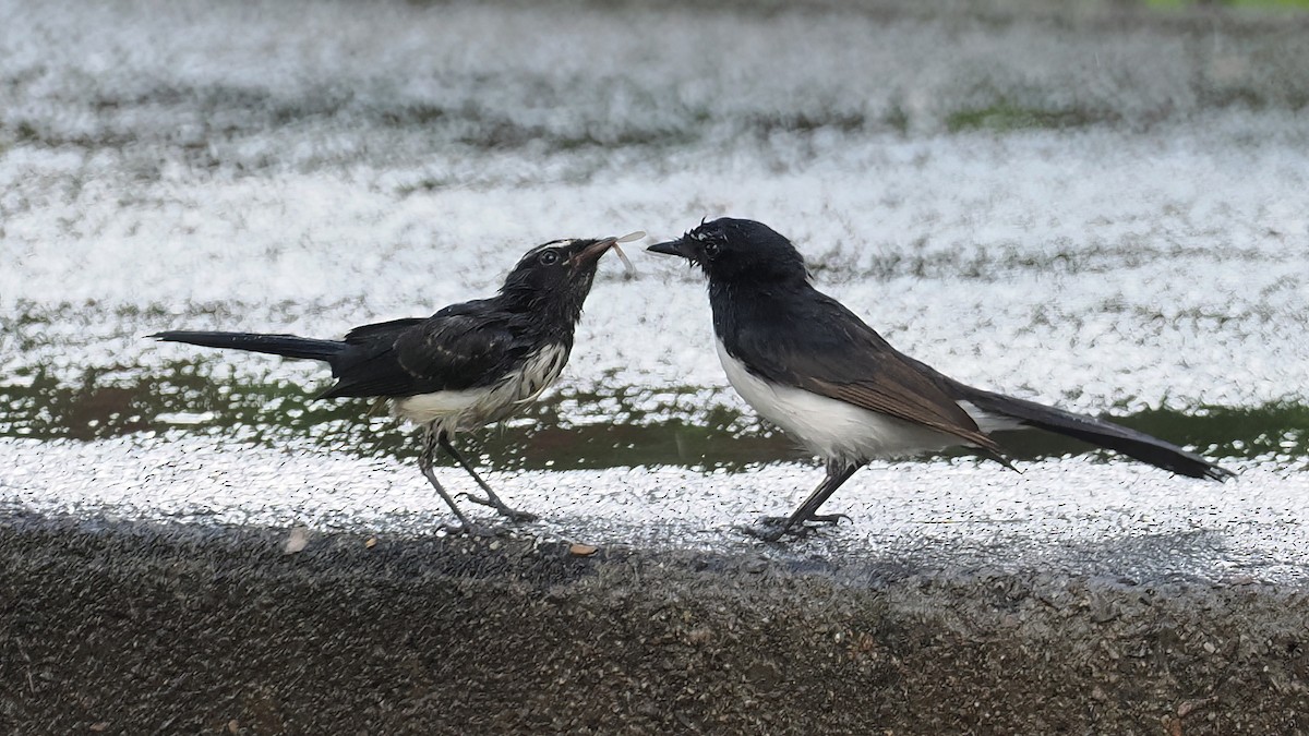 Willie-wagtail - Len and Chris Ezzy