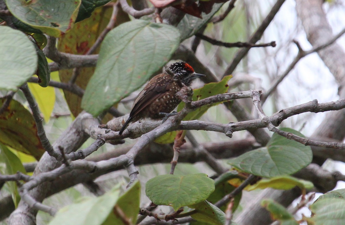 Spotted Piculet - ML50809631
