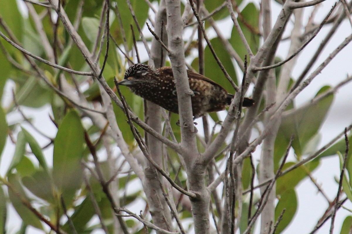 Spotted Piculet - ML50809701