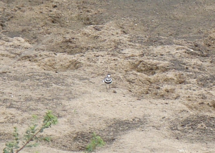 Three-banded Plover (African) - ML508099291