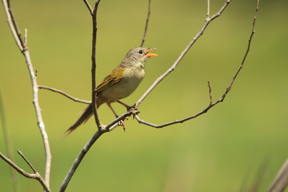 Wedge-tailed Grass-Finch - ML508100131