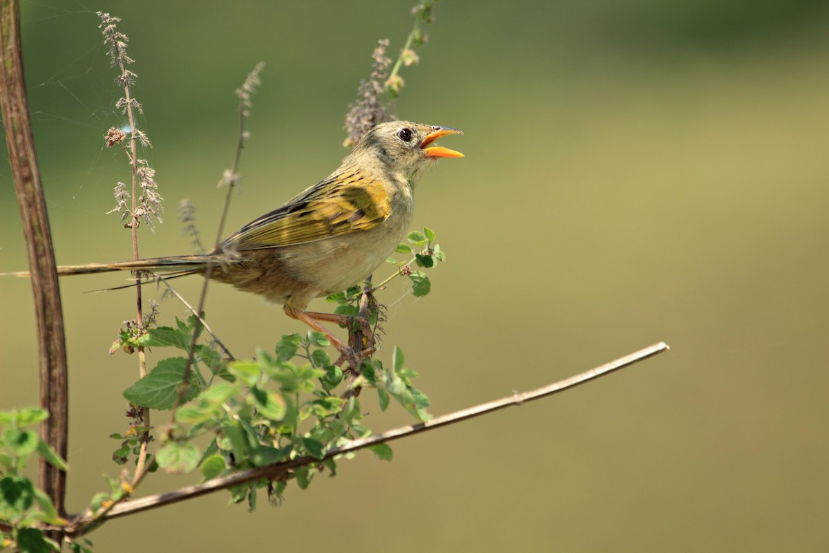 Wedge-tailed Grass-Finch - ML508100141
