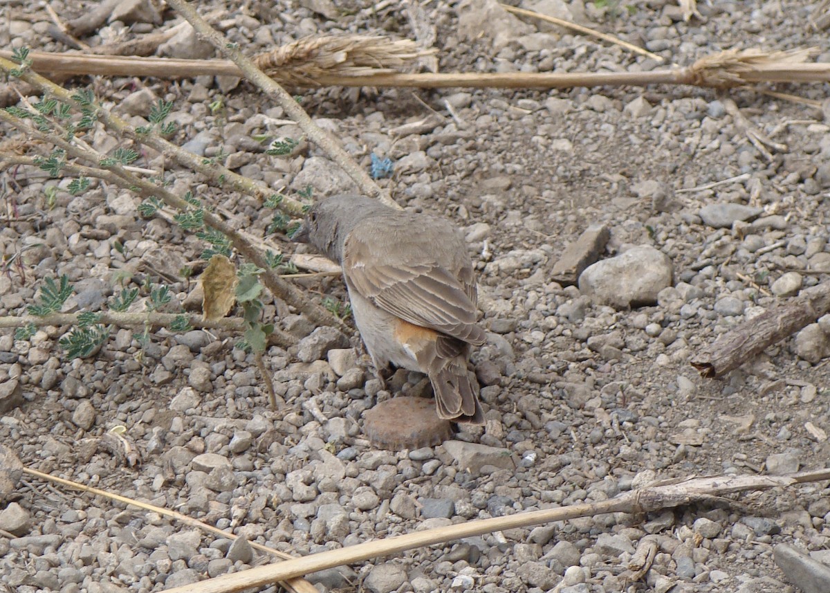 Swahili Sparrow - ML508100711