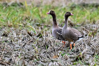 Lesser White-fronted Goose, ML508101141