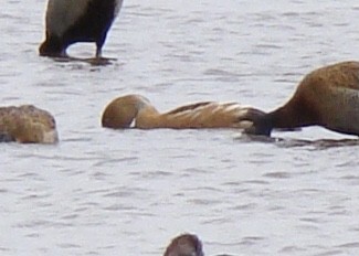 Fulvous Whistling-Duck - ML508104141