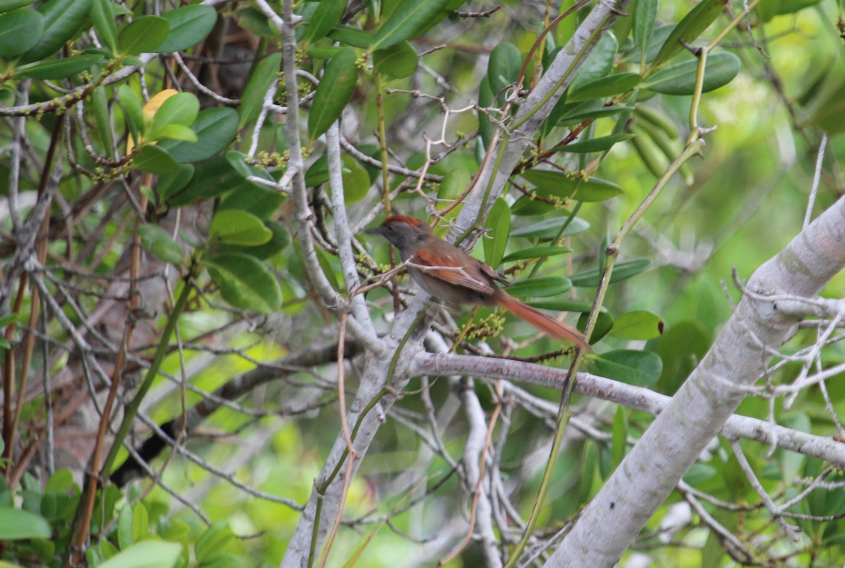 Sooty-fronted Spinetail - ML50810811