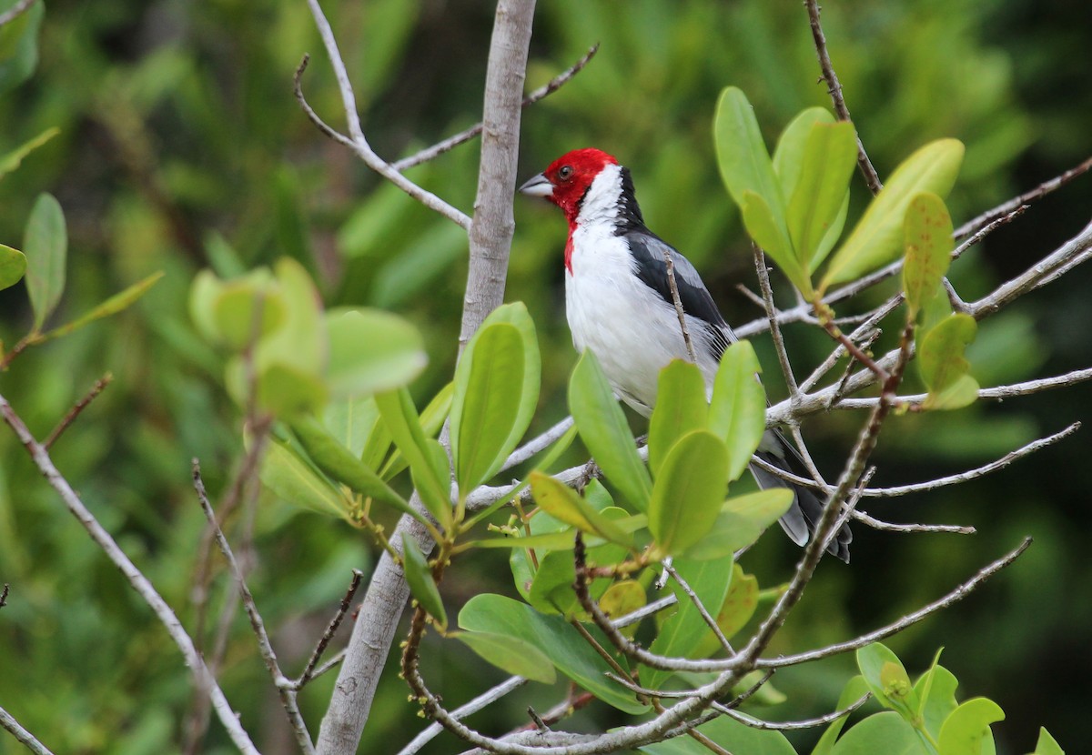 Red-cowled Cardinal - ML50811121