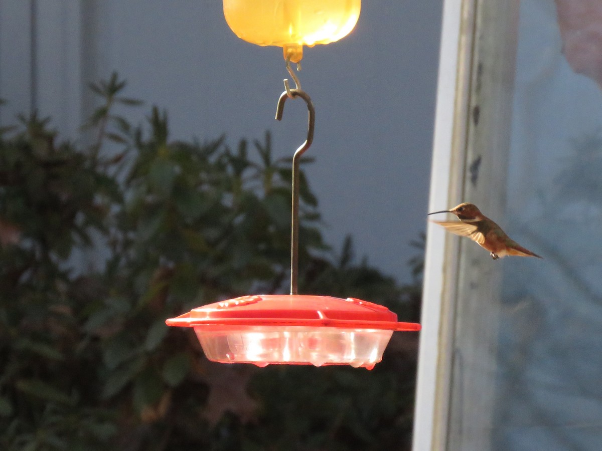 ebird-checklist-25-nov-2022-woodmark-lake-do-not-enter-private