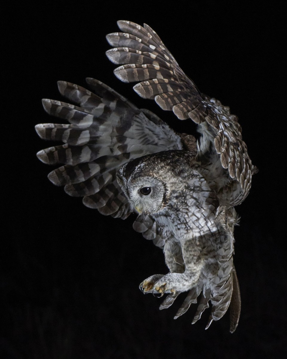 Tawny Owl - ML508113651