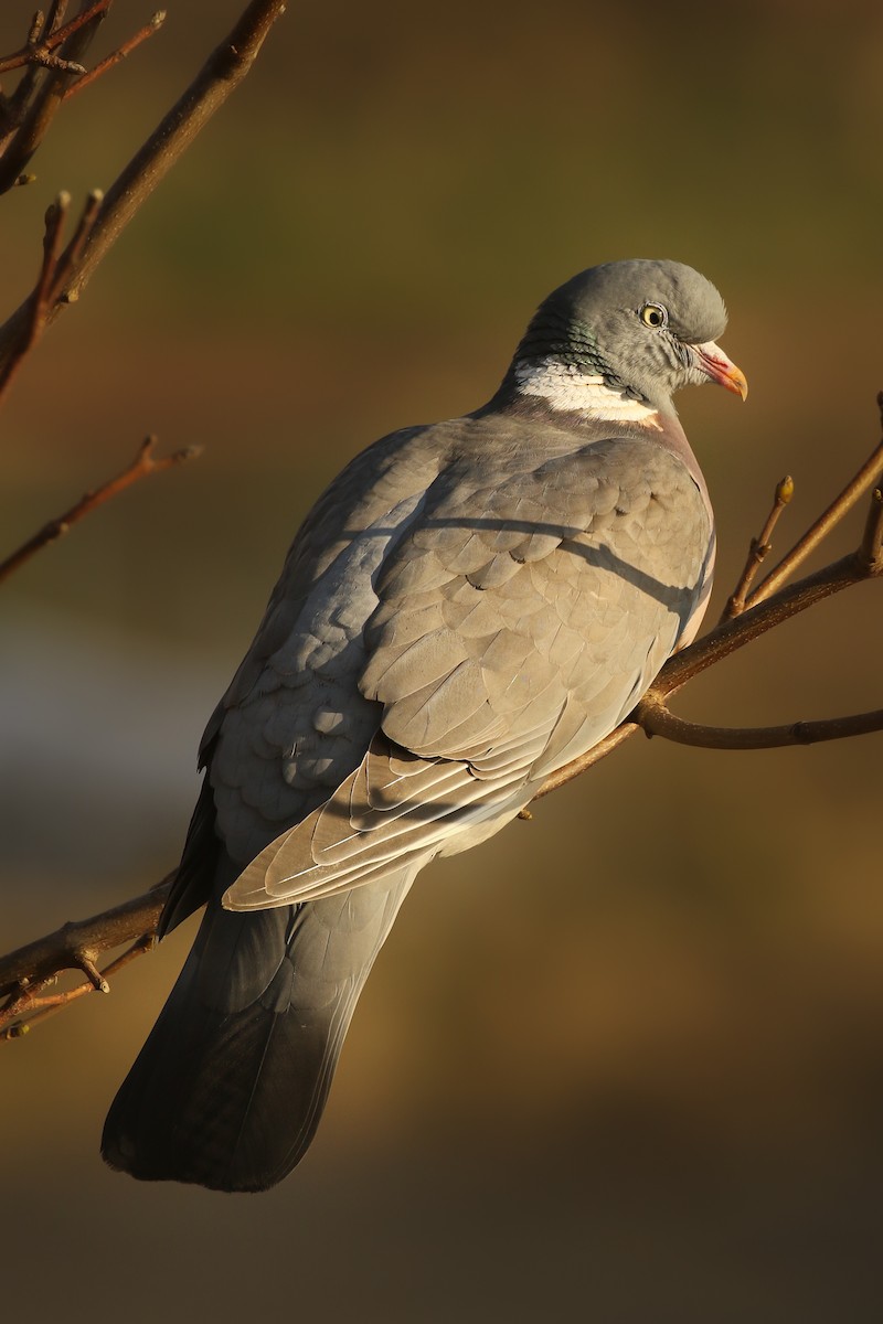 Common Wood-Pigeon - ML508113871