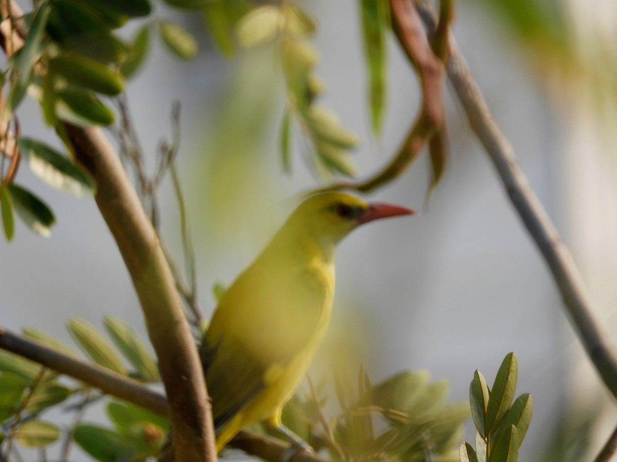 Indian Golden Oriole - ML508117201