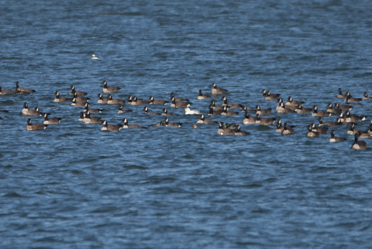 eBird Checklist - 26 Nov 2022 - Muskegon Wastewater System - 37 species ...