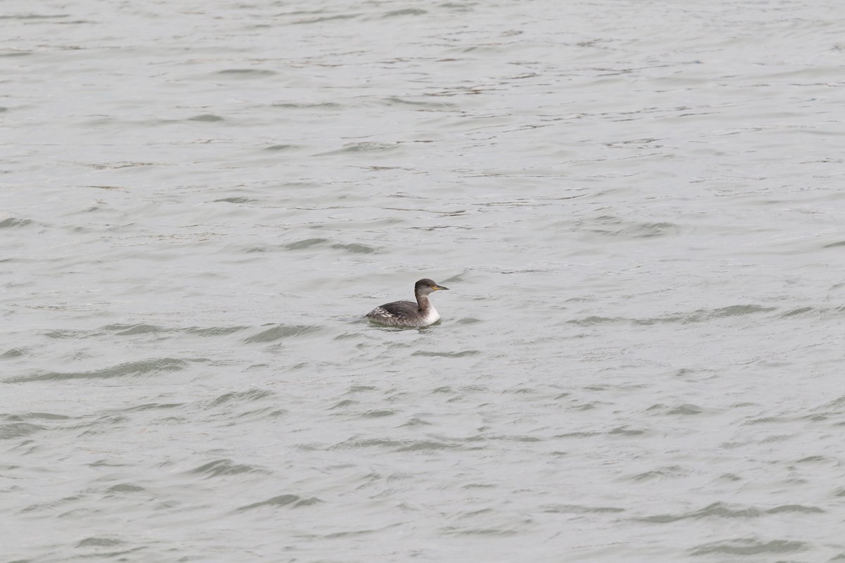 Red-necked Grebe - ML508119091