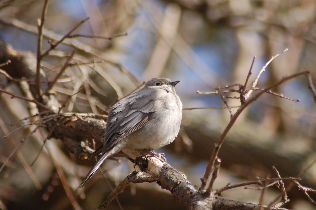 Townsend's Solitaire - ML50812171