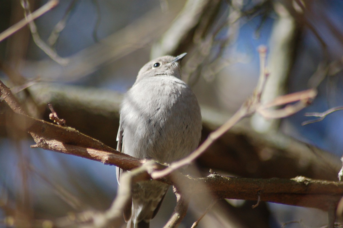 Townsend's Solitaire - ML50812271