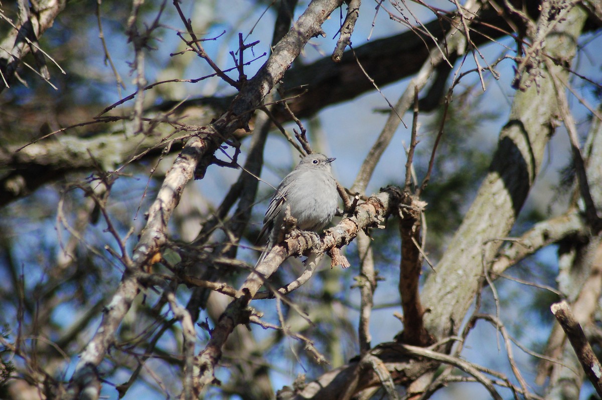 Townsend's Solitaire - ML50812381