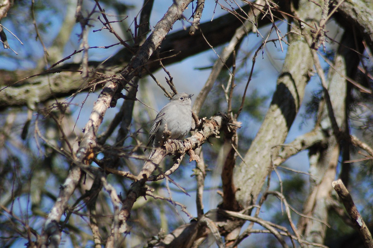 Townsend's Solitaire - ML50812431