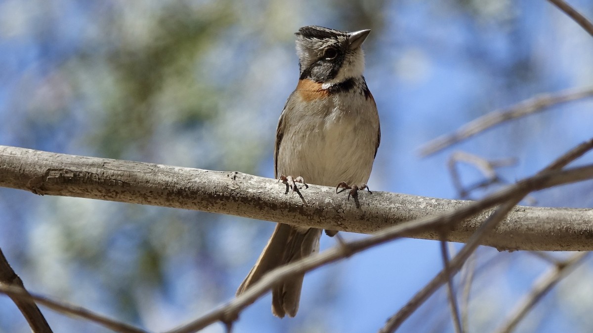 Rufous-collared Sparrow - ML508129821