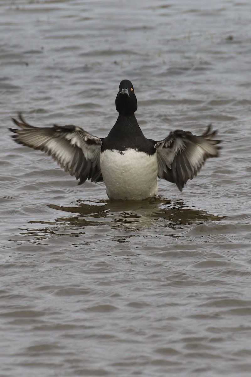 Tufted Duck - ML508129991