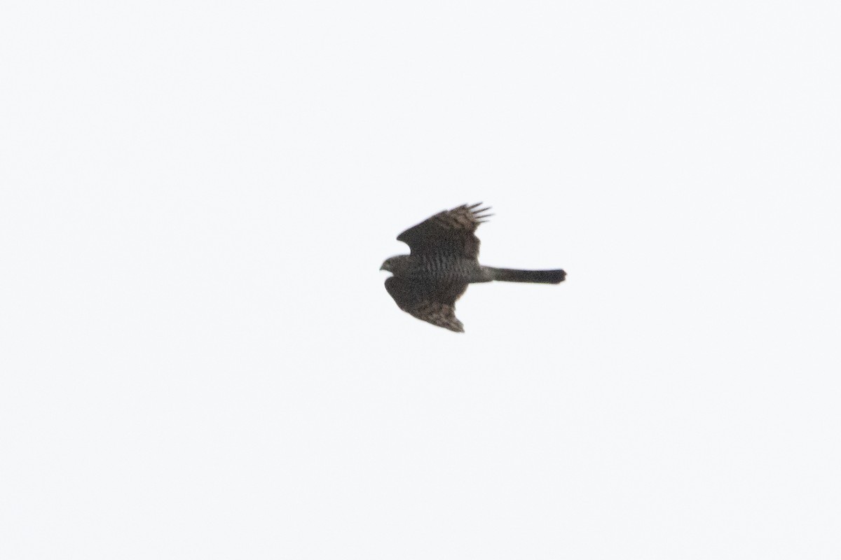 Eurasian Sparrowhawk - ML508130471