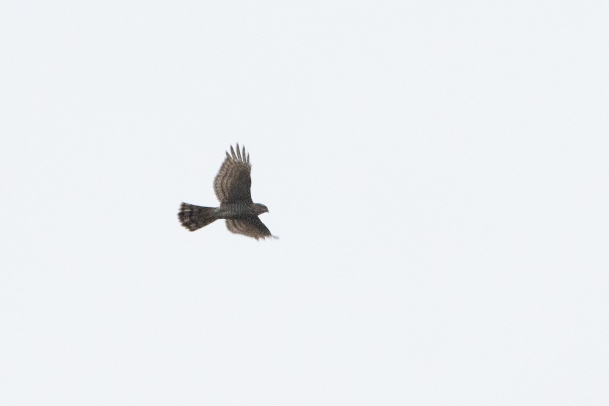 Eurasian Sparrowhawk - ML508130481