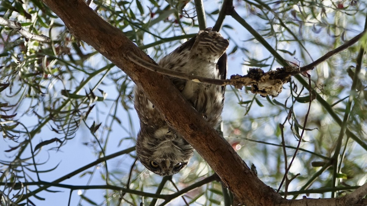 Peruvian Pygmy-Owl - ML508130571
