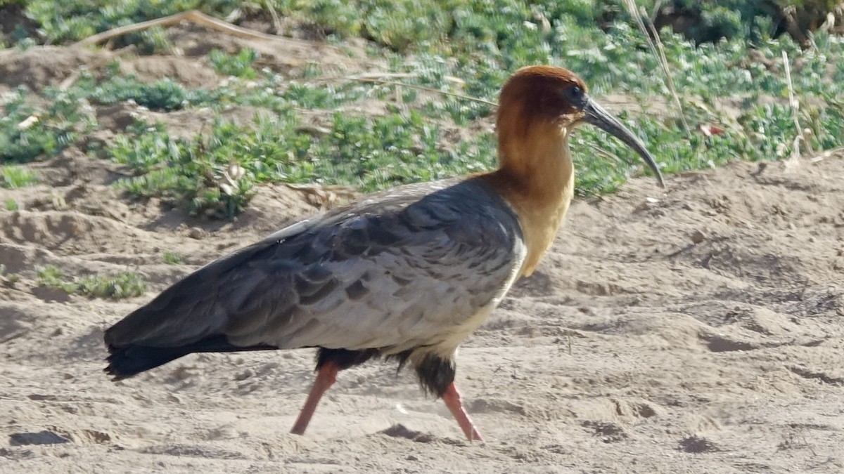 Andean Ibis - ML508130881