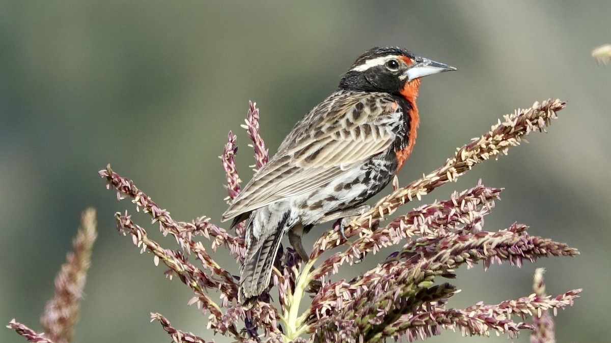 Peruvian Meadowlark - Jan Ekkers