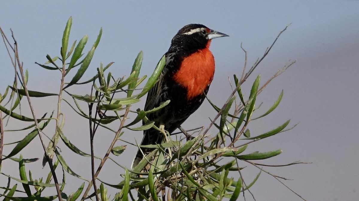 Peruvian Meadowlark - ML508131181