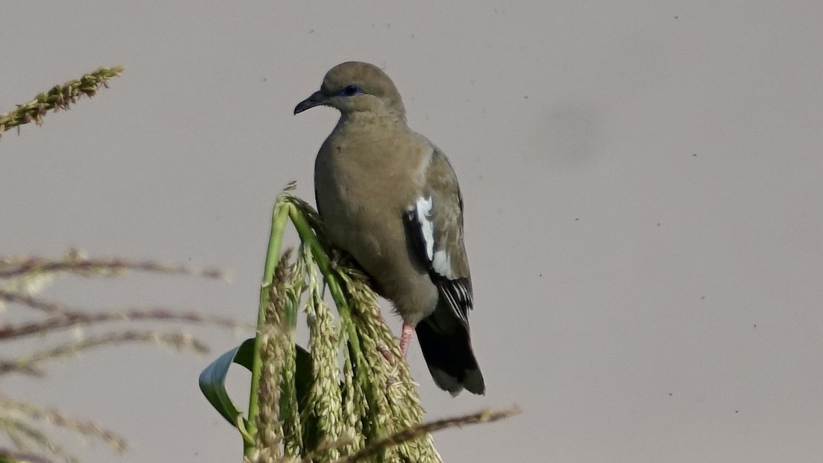 West Peruvian Dove - ML508131301