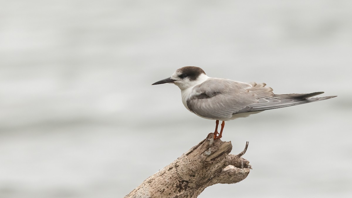 Common Tern - Robert Tizard