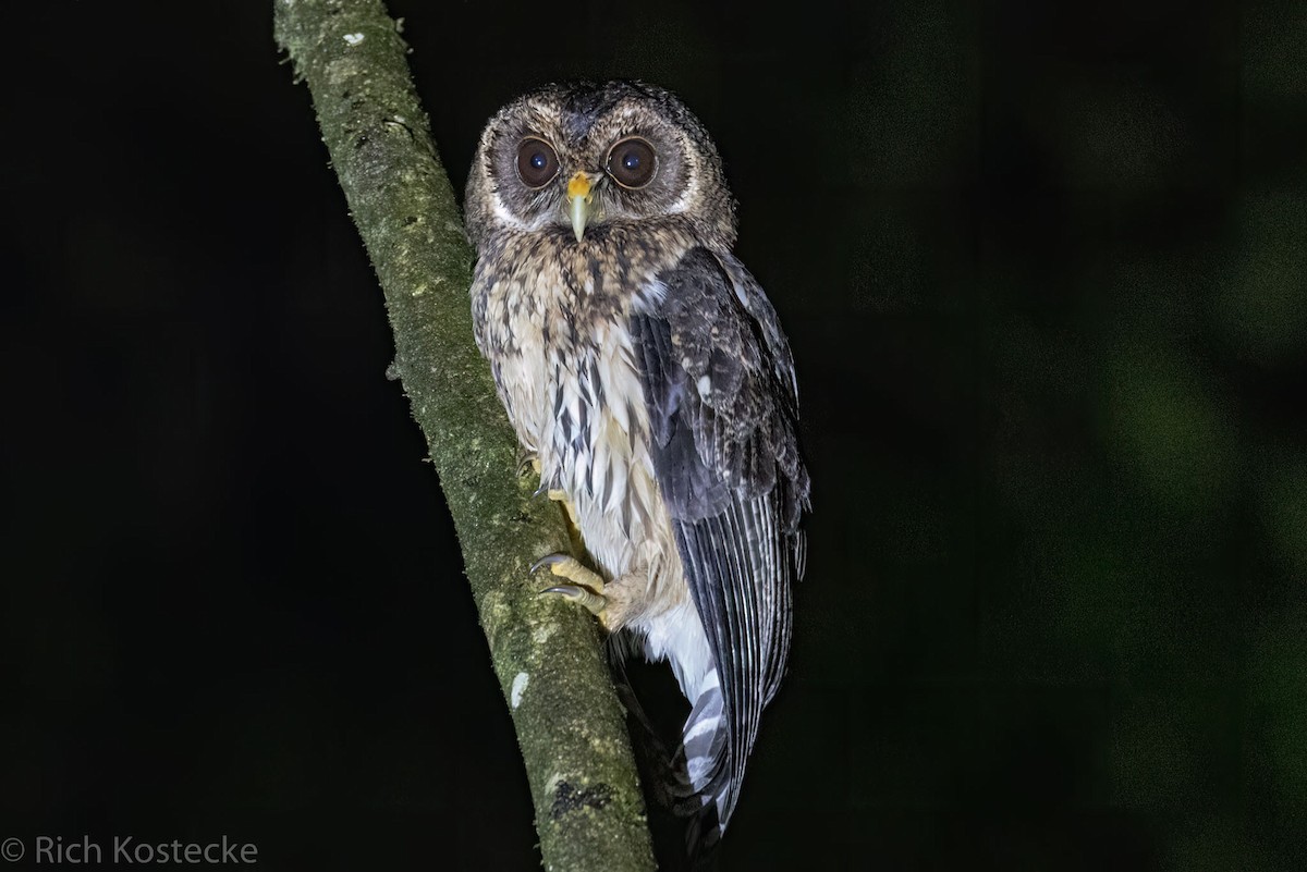 Mottled Owl - Rich Kostecke