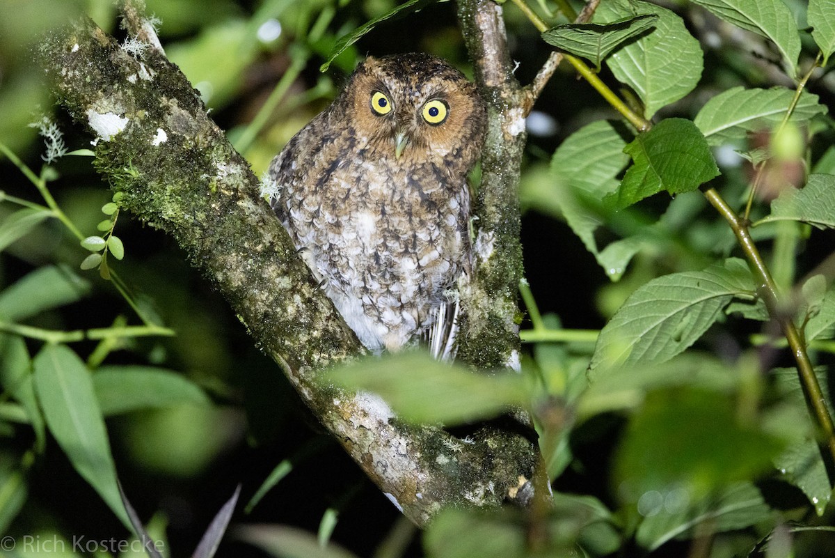 Bare-shanked Screech-Owl - Rich Kostecke