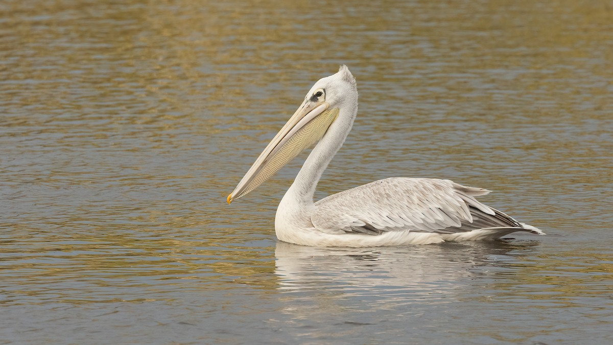 Pink-backed Pelican - ML508135041