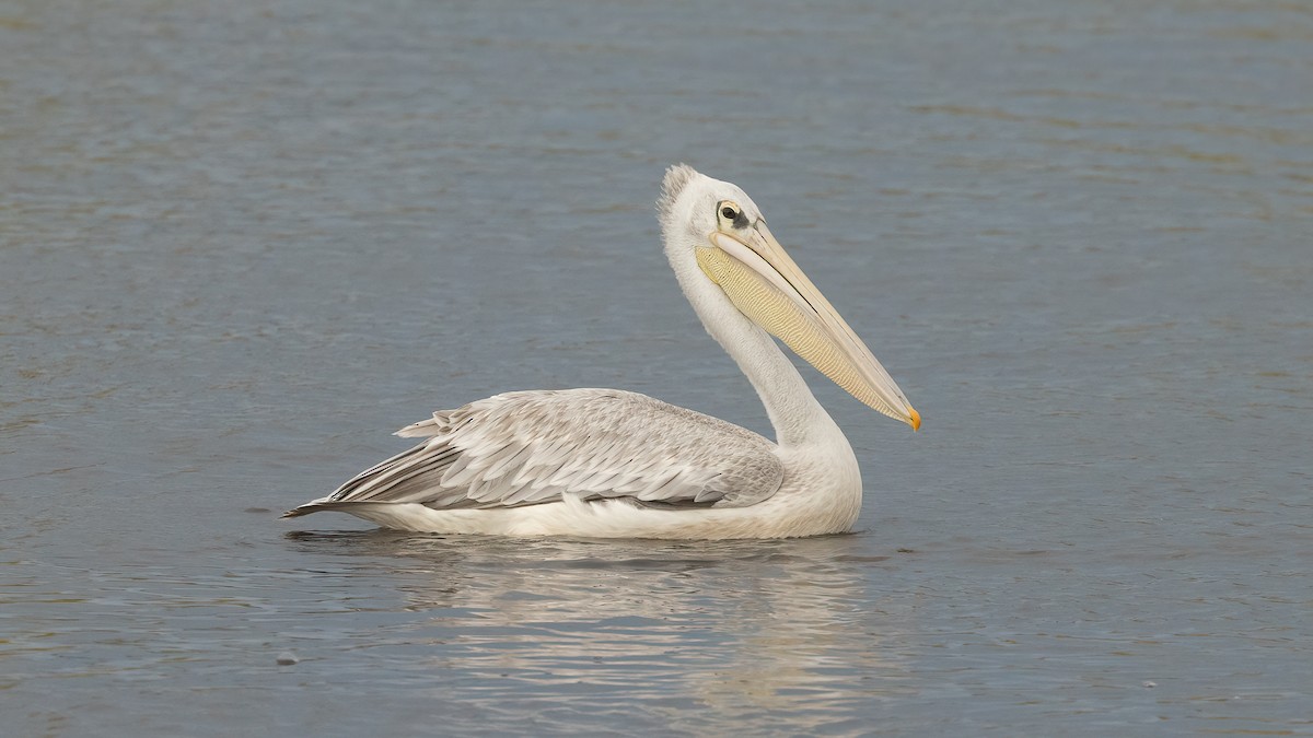 Pink-backed Pelican - ML508135091