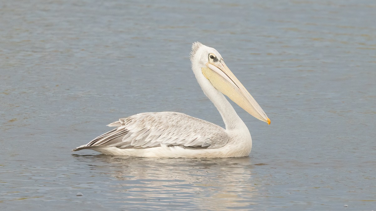 Pink-backed Pelican - Robert Tizard