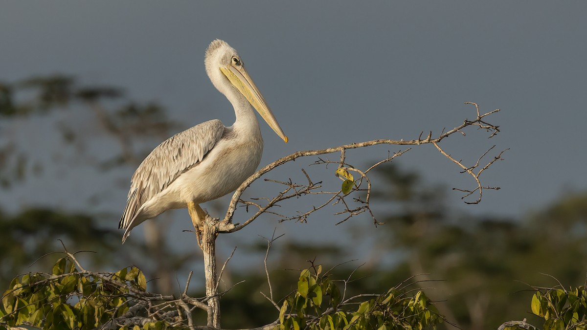 Pink-backed Pelican - ML508135401
