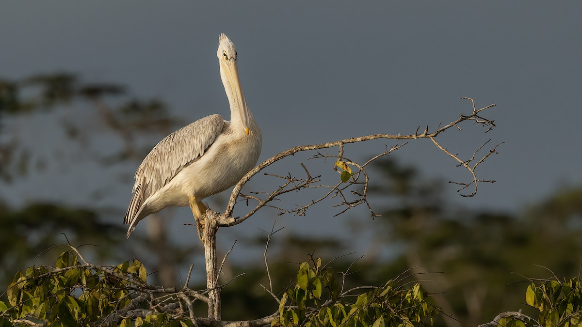 Pink-backed Pelican - ML508135431