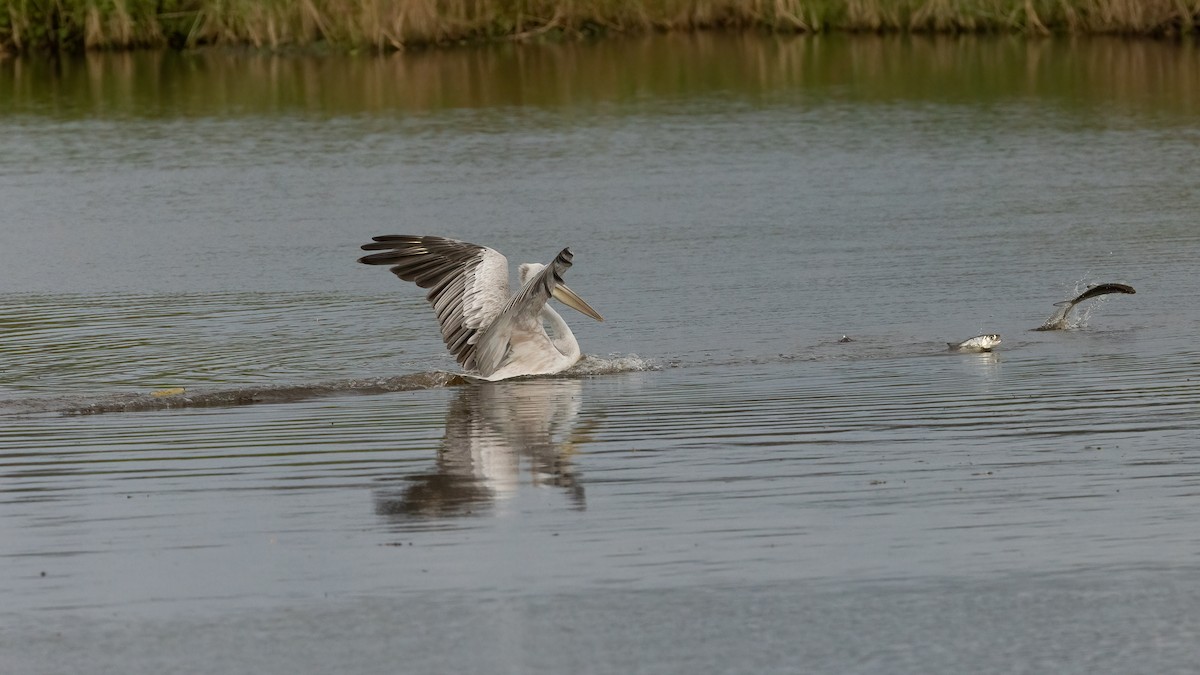 Pink-backed Pelican - ML508135621
