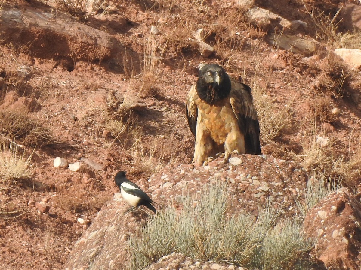 Bearded Vulture - ML508135681