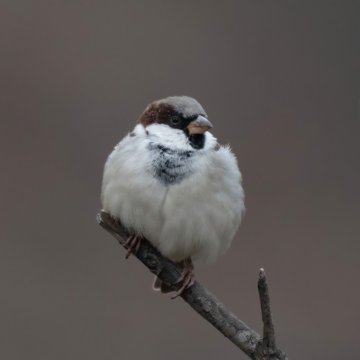 Russet Sparrow - ML508137231
